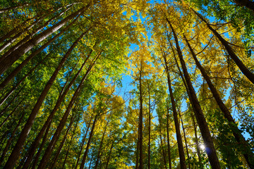 Autumn ginkgo forest scenery in Gyeongju, Korea