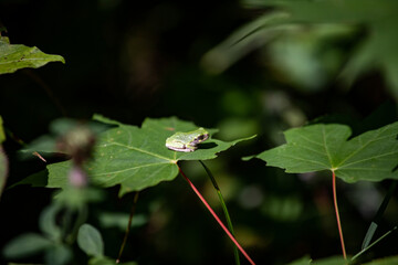 Green frog on a green leaf