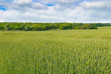 Wall Mural - Wheat field and blue sky.