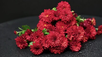 Wall Mural - beautiful red chrysanthemum