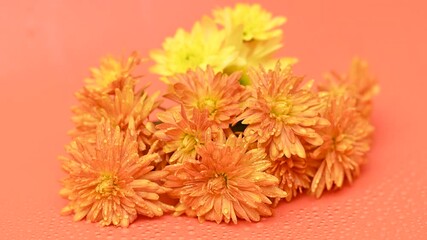 Wall Mural - beautiful chrysanthemum