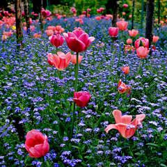Wall Mural - Tulips and Forget-me-not's at Monet's Garden at Giverny