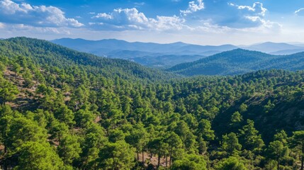 Poster - A lush green forest with a clear blue sky above