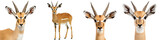 Majestic antelopes or gazelles with distinctive horns roaming the vast savanna grasslands on a clean white background  These wild alert