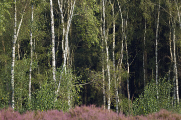 Wall Mural - a forest with many birch trees, birch forest in summer, blooming heath in summer and birch forest in the background