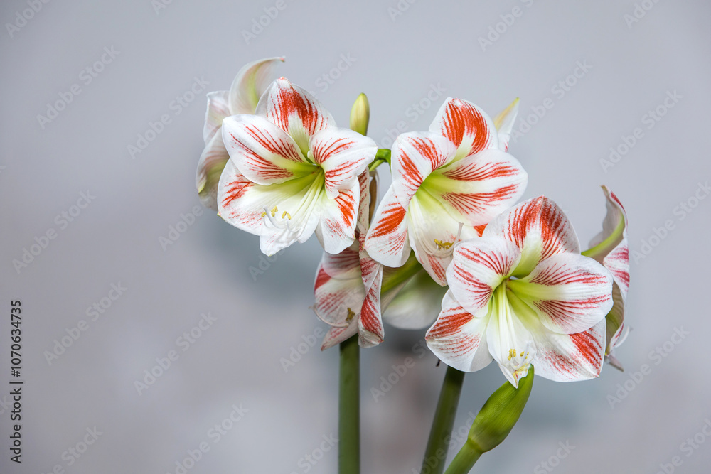 Amaryllis variety Caramba. Amaryllis flowers. Hippeastrum. Flower of ...