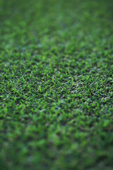 Poster - Green Leaves.Nature background. The natural background in the park, with blurred winds, fresh air and coolness.