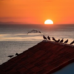 Birds on a roof in the sunset with ocean in the background