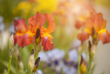 Wall Mural - spring red iris flowers in sunlight, selective focus