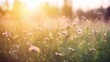 © CLOVER BACKGROUND - Serene Meadow with Blooming Flowers at Sunset