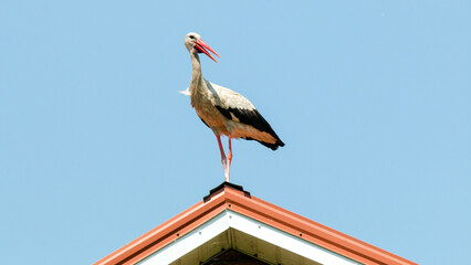 Poster - white stork in the nest