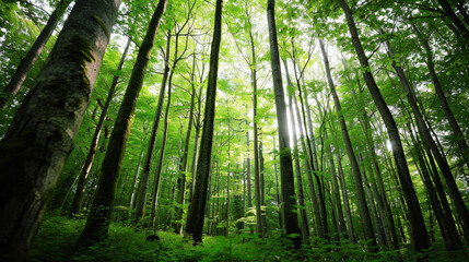 green trees isolated on white background