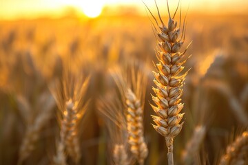 Aufkleber - Wheat stalk illuminated by the golden glow of the setting sun