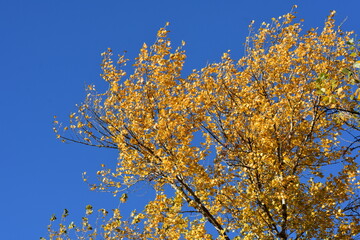 Wall Mural - autumn leaves against blue sky