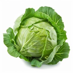 Poster - Freshly harvested whole green cabbage with intact outer leaves