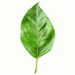 Poster - Single green leaf showing veins and stem isolated on a white background