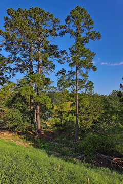 Loblolly pines are throughout the  Bastrop State Park The Lost Pines are the westernmost stand of loblolly pine trees in the United States.