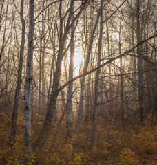 Wall Mural - Misty clam looking foggy forest of birch trees with the early morning sun shining through trees
