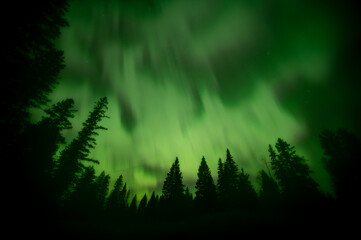 Wall Mural - hazy or foggy night sky with green aurora above a silhouette forest of pine spruce trees