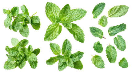 Poster - Fresh Mint Leaves Arranged in a Collection on a Transparent Background Generative AI