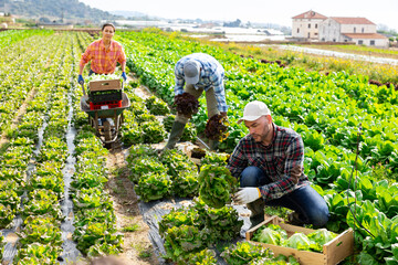 Wall Mural - Plantation workers picking fresh lettuce sprouts on field.