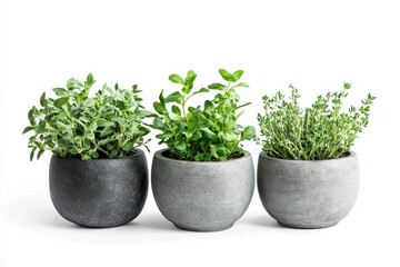 Poster - Fake herb planters on white backdrop Interior decoration