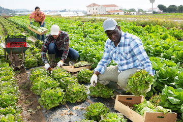 Wall Mural - Focused african american farmer working on leafy vegetable plantation on sunny spring day, picking crops of green butterhead lettuce..