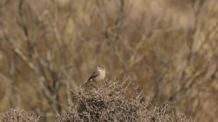 Wall Mural - 4k video of a Rock Wren perched on a prickly desert bush, then taking flight, with chaparral in the background in morning sunlight on an autumn day with audio of birdsong in the background. 
