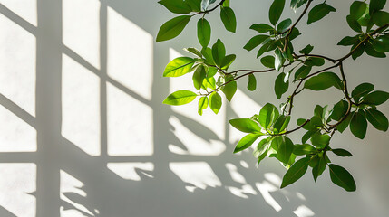 Aufkleber - Leaves and window pane shadow overlay effect on white background, natural light, abstract image concept