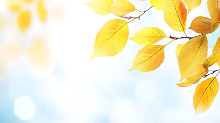 Poster - Close-up of yellow leaves on a tree branch against a blurred white and blue autumn background