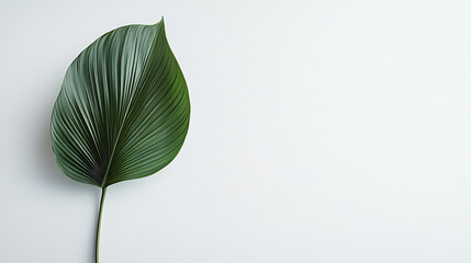 Aufkleber - One palm leaf isolated on a white background