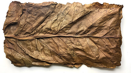 Poster - Dried tobacco leaves are tightly bound together, have complex veining and texture, and are ready to be rolled into cigars
