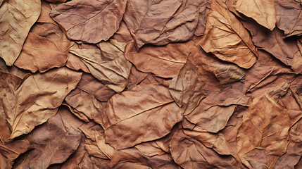 Aufkleber - Dried tobacco leaves are tightly bound together, have complex veining and texture, and are ready to be rolled into cigars