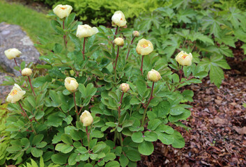 Wall Mural - Yellow peony bush