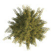 © Don - Spruce tree isolated on transparent background. single Conifer tree isolated on transparent background. Fir tree isolated transparent background. Pine tree transparent png. spruce tree transparent png