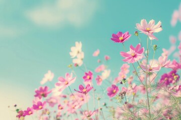 Wall Mural - flowers, nature, pink, sky, vibrant, floral, bloom, summer, field, colorful, garden, beauty, peaceful, season, petals, soft, background, blossom, sunny, photography