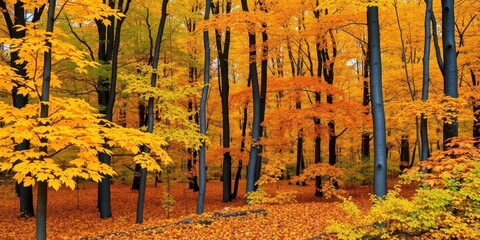 Wall Mural - Abstract autumn background featuring a variety of yellow leaves scattered across the ground, natural, forest, beauty