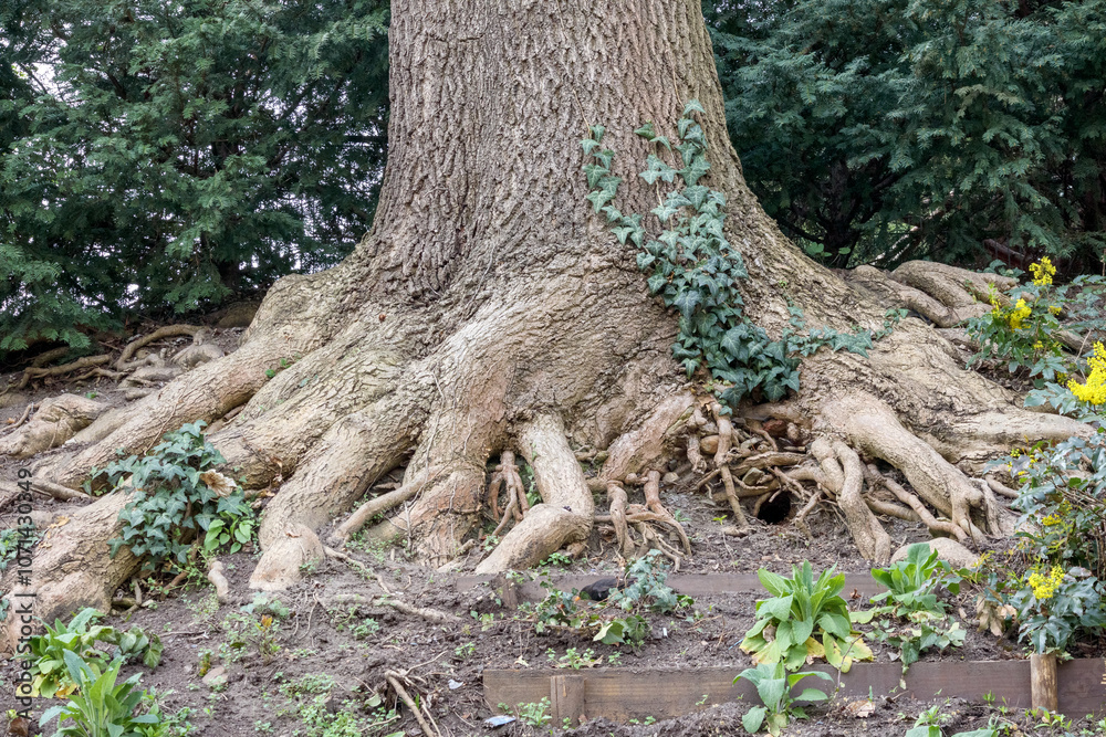 Tree Roots From High A park with the roots of a large tree above ground Stock Photo | Adobe ...