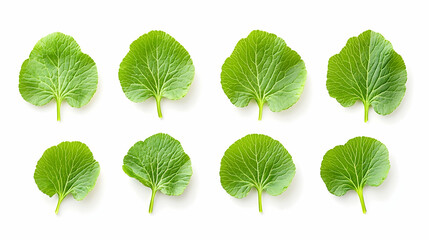 Wall Mural - eight fresh green leaves arranged in two rows of four, isolated on a white background.