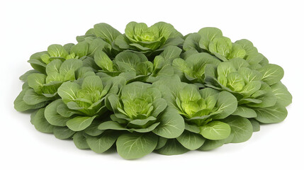Wall Mural - Fresh, vibrant green lettuce leaves arranged in a circular shape, isolated on a white background.