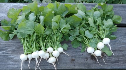 Wall Mural - Freshly harvested white radishes with green leaves on a rustic wooden surface.