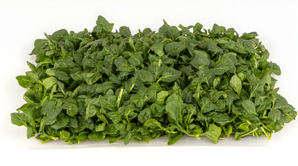 Wall Mural - Freshly washed spinach leaves arranged in a rectangular shape on a white background.