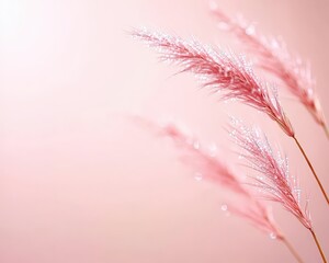 Delicate pink grass with dew drops on a soft pink background.