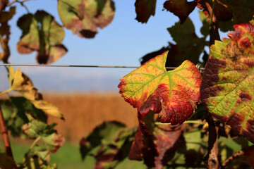 Wall Mural - Close-up of red and yellow Vine leaves in the Pinot vineyard on autumn season against blue sky . Vitis vinifera cultivation 