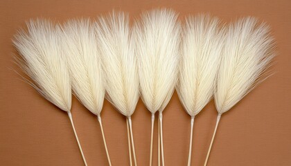 Six white fluffy grass stems arranged in a row on a brown background.