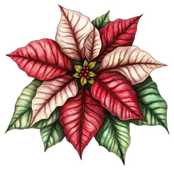 Wall Mural - PNG Poinsettia flower art illustration christmas.