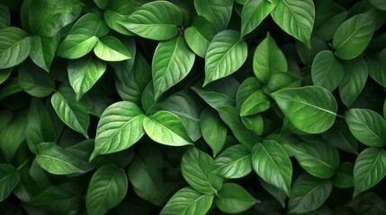 Poster - A close up of green leaves on a plant