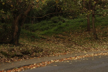 Wall Mural - Autumn leaves in an urban park