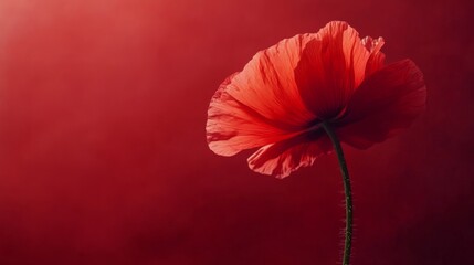 Poster - A red flower with a stem is the main focus of the image