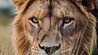 © lastfurianec - Threatening features of a dangerous animal. In this case, it's the ferocious eyes of a lion. The lion's natural habitat is depicted in the background - a savanna with tall grass.